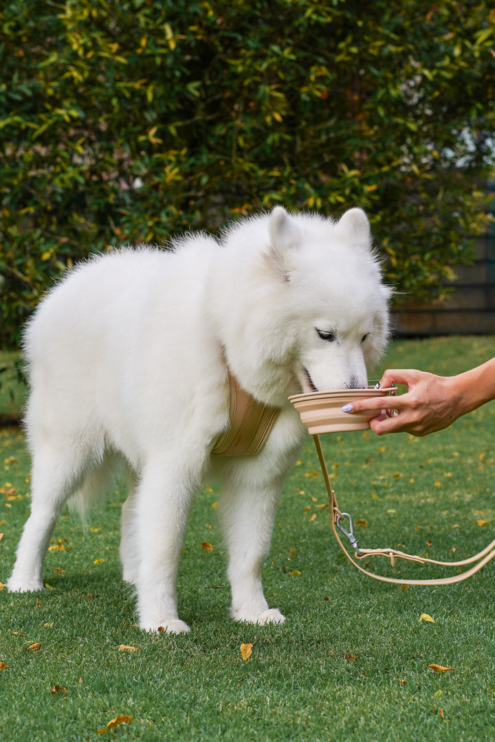 On the Go Collapsible Bowl