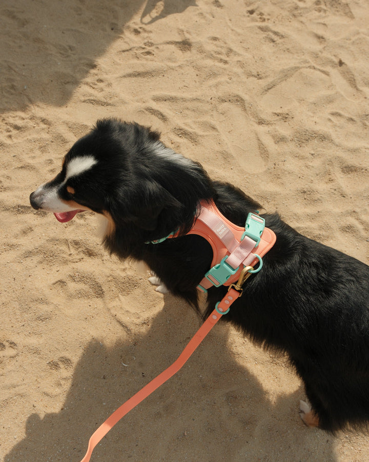 Gone Exploring Harness Walk Set V2.0