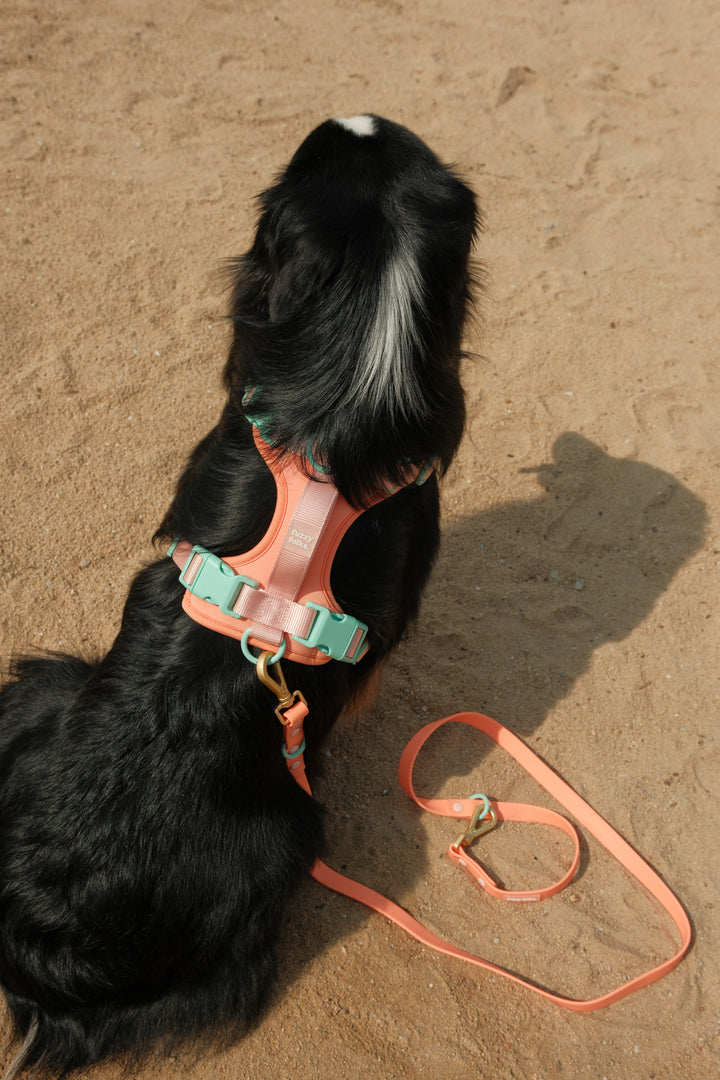 Gone Exploring Leash