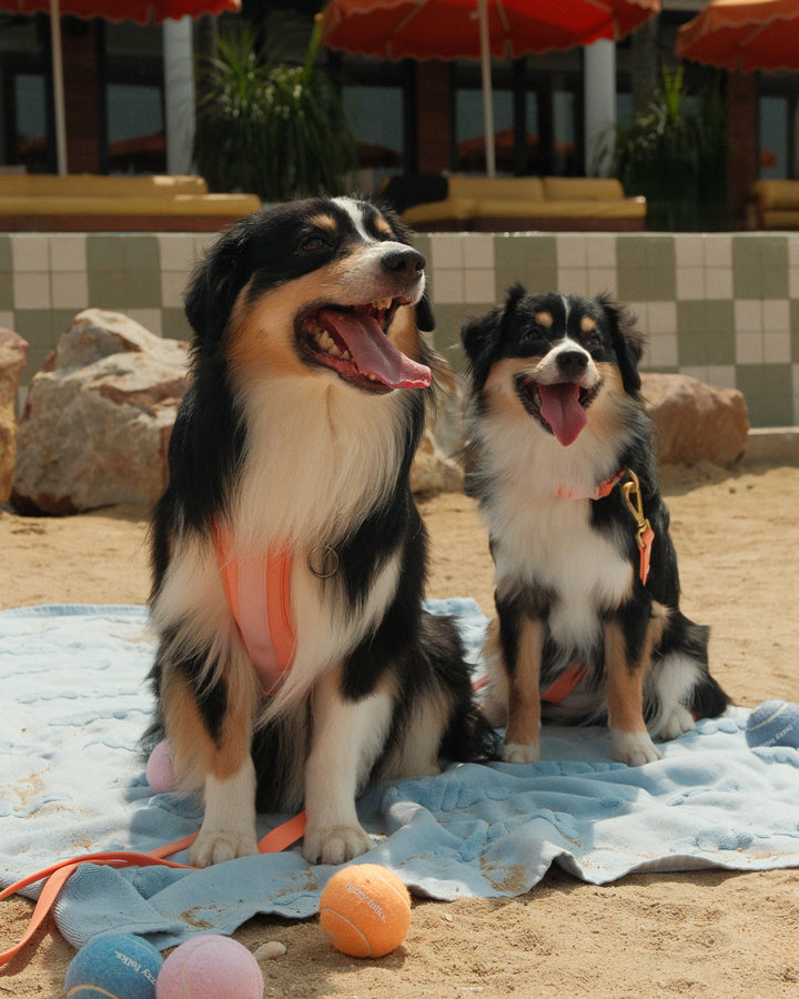 Gone Exploring Harness Walk Set V2.0