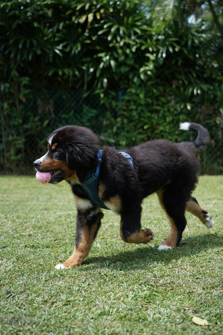 Endless Zoomies Squeaky Tennis Balls