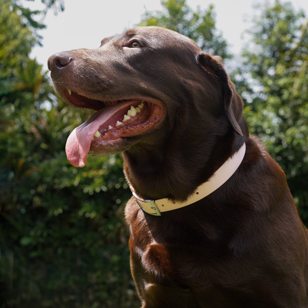 Gone Exploring Dog Collar